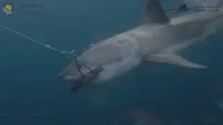 Scientists find new bite-resistant wetsuits can reduce shark bite injuries