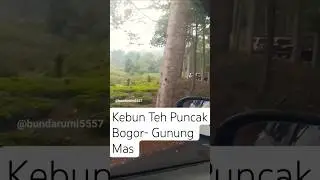 Kebun Teh Puncak Bogor - Gunung Mas