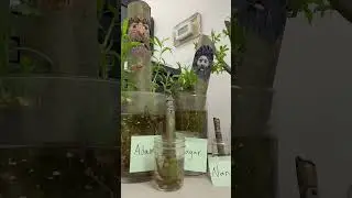 Update on Hagar, my one-month-old Hybrid Willow Tree 🧙🏻&zwj;♂️🌳⚔️