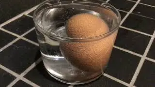 Eggsperiment