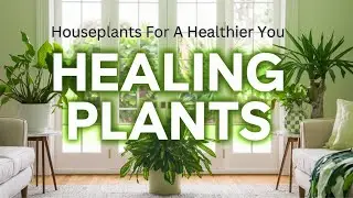 Indoor Plants for Healing and Wellness: Heal Your Body Naturally