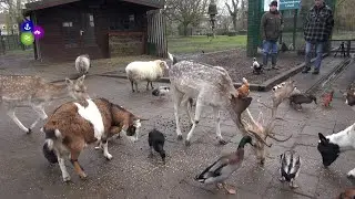 Wel herten, geen alpaca's bij Hertenkamp 't Zand