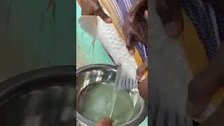 Fish Egg Collecting From Alive Fish