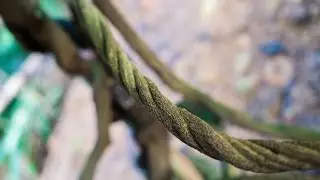 B. Caapi Vine, Aya's Secret Ingredient