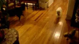 Lassie Tricks Video 10 11 2009 004