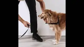 Zee.Dog Soft-Walk Dog Harness | Best for Pets