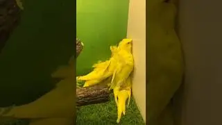hogoromo double flower yellow budgie yellow Ring nick
