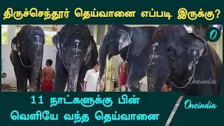 Tiruchendur Elephant Issue | 11 நாட்களுக்கு பின் வெளியே வந்த தெய்வானை | Oneindia Tamil