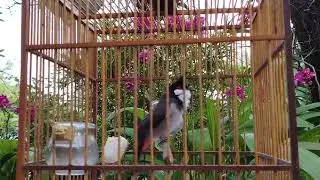 Chào mào Hót Ché ,giọng kích kích bổi sổ giọng Luyện Giọng cho bổi Nghe Là Hót Giọng Rừng