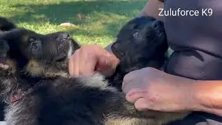 100% DDR Working-line German Shepherds