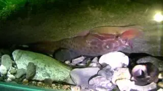 Clingfish, (Lepadogaster lepadogaster) [www.keepvid.com].mp4