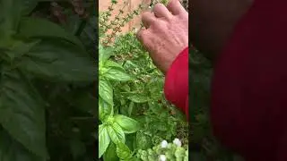 Basil seed saving
