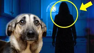 How Dogs Can ACTUALLY See Ghosts (Dog Abilities Explained)