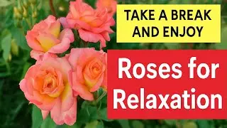 20 Minutes of Roses & Relaxing Music 🌹 A Peaceful Garden Escape #roses #relaxation #nature