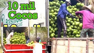 Colheita de coco no sertão