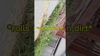 I asked, ya'll answered. So i got it, CAT POV CAM!