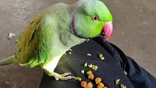 Mitthuwa ko chana ni pasnd || talking parrot 🤭🤭👉👍👍