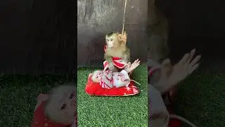 Time baby sit with baby #viral #monkey #cute #animals #shorts #short #love #like #pets #fyp #baby