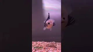 like #goldfish #ikankoki #orandagoldfish #shorts #shortvideo #short #aquariumdaily #fish