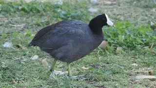 Cute Coot