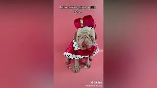 Cute Tik Toks Animals that Cure My Bad Mood   2021  Letswatch