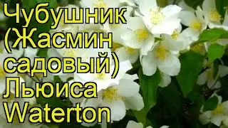 Чубушник льюиса Ватертон. Краткий обзор, описание характеристик philadelphus lewisii Waterton