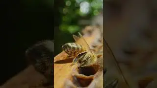 A bees eye view into our Beehive!