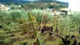 Pequenas curiosidades&Grandes descobertas - Episódio 4 As videiras no inverno