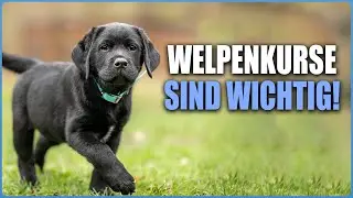 3 Gr&uuml;nde, warum ein Welpenkurs trotzdem wichtig ist!
