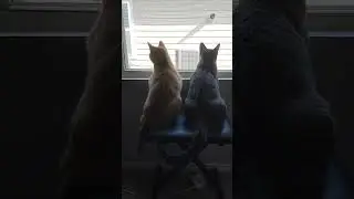 My cats admiring my neighbor&rsquo;s air conditioning unit