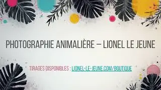 Diaporama Photo Animali&egrave;re &ndash; Lionel Le Jeune
