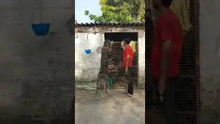 great dane Dog training time 🐶🐶// and enjoy time 🤗