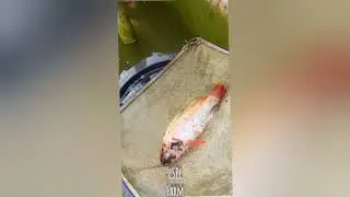 Kolam nila indukan wajib di bersihkan