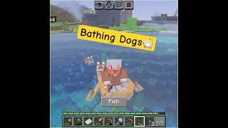 Bath time for the puppies