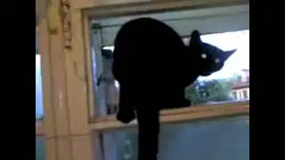 Cat gets caught barking by a human and resumes meowing