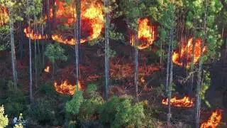 Prescribed Burns- restoring the longleaf pine ecosystem- EcoAdventures North Florida