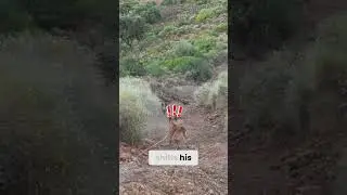 Belgian Malinois vs Wild Boar