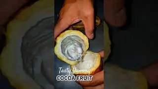 Tasty Yummy #tasty #tastyfruits #cocoa #cocoatree #viral_video #shortsvideo #shorts #shortsfeed_