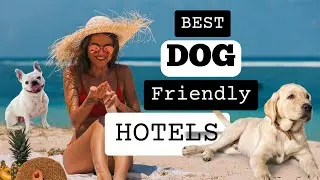 Dog Friendly Hotels for Vacation