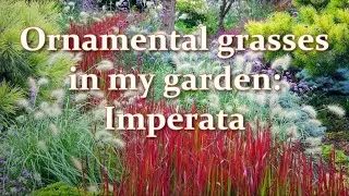 How I'm Planting and Growing Ornamental Grasses in my Garden: Imperata  Red Baron // Alexa's Garden