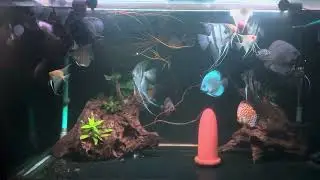 Discus and Angel Fish community #trending #highlights #discusfish #discus #angelfish #santa 