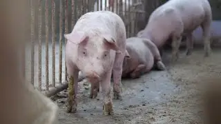 Pork farmers in China hit hard by swine fever
