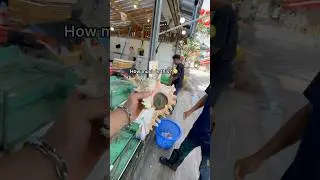 Покупка ОГРОМНОЙ морской улитки