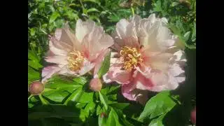 October 14, 2025: Scrumdiddlyumptious Itoh peony 