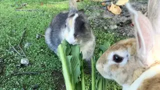 The sound of a bunny chewing is the ultimate sleep aid!