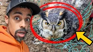 An Owl Got Trapped in My Chicken Run&hellip; I Didn&rsquo;t Expect This 