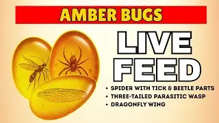 Real Amber with insects &ndash; Rare Spider, Dragonfly Wing & Enhydro