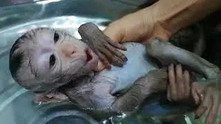 OMG, Crying Loud A Little Lori Monkey When Take A Bath