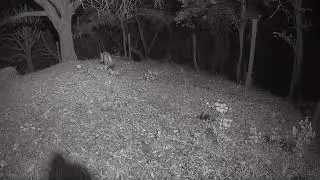 Mountain lion with tracking collar 