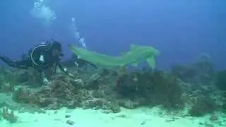 LOVE BUBBLE SOCIAL DIVING - Immersione a Iranja HD